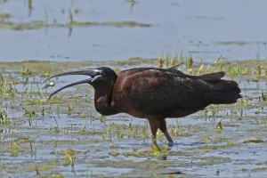 Glossy ibis with food in open beak standing in water looking left