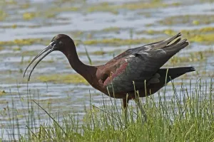 Glossy ibis with open beak and open wings standing in water looking left