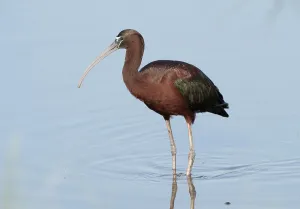 Glossy Ibis (Plegadis falcinellus)