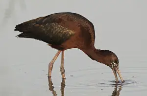 Glossy Ibis (Plegadis falcinellus)
