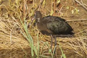 Glossy Ibis (Plegadis falcinellus)