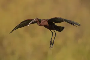 Category Historic EN Prints: Glossy ibis (Plegadis falcinellus)