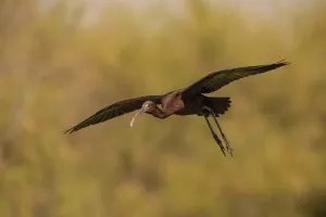 Category Historic EN Prints: Glossy ibis (Plegadis falcinellus)