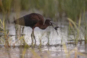 Category Historic EN Prints: Glossy ibis (Plegadis falcinellus)