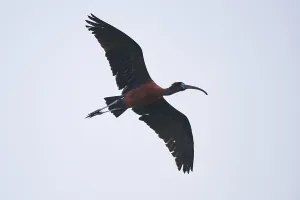 Glossy ibis (Plegadis falcinellus) flying in the sky