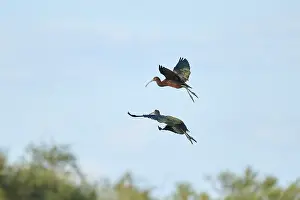 Glossy ibis (Plegadis falcinellus) flying in the sky