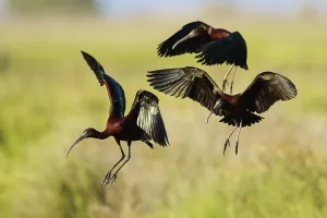 Glossy Ibis (Plegadis falcinellus) group approaching