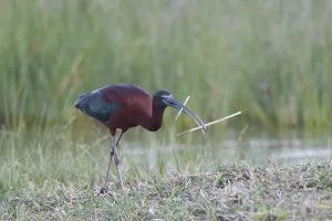 Glossy Ibis (Plegadis falcinellus) looking for nesting material