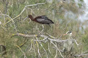 Glossy Ibis (Plegadis falcinellus) in a nesting colony in spring