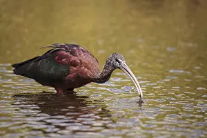 Glossy ibis Plegadis falcinellus wades through a marsh and forages for food in the Myakka River in Sarasota
