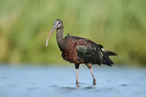 Glossy ibis (Plegadis falcinellus) walking in the water