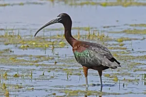 Glossy ibis standing in water looking left