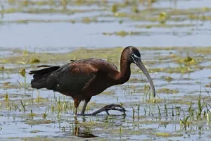 Glossy ibis walking in water looking right
