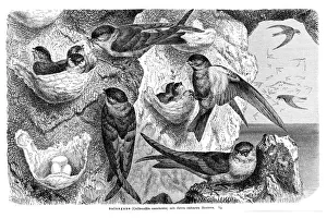 Glossy swiftlets (Collocalia esculenta)