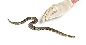 Gloved Human hand catching a viperine water snake