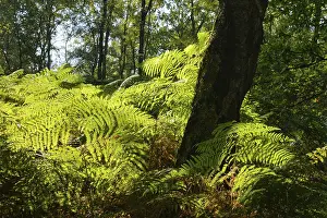 Glowing wood fern (Dryopteris) in the forest
