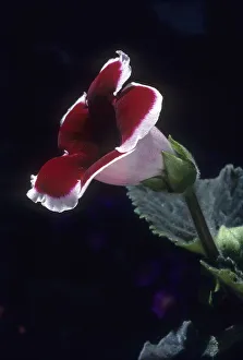 Gloxinia flower, Sinningia Hybrida in Coonoor Sims park