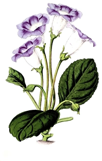 Gloxonia adamas oculata, Gloxinia, plant and flower, digitally reworked reproduction of an original from the 19th century