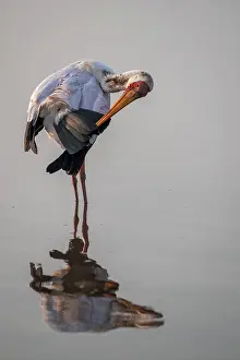 Glutton (Mycteria ibis) in the water