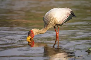 Glutton (Mycteria ibis) in the water foraging on the Chobe River