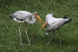 Glutton (pair)