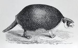 Glyptodon (Glyptodon clavipes)