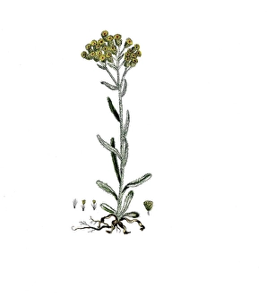 Gnaphalium arenarium, Helichrysum arenarium