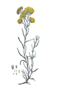 Gnaphalium stoechas, Helichrysum stoechas