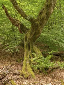 Gnarled, bent tree trunk in the Sababurg primeval forest