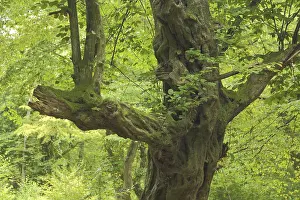 Gnarled copper beech (Fagus sylvatica)