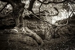 Gnarled European Beech (Fagus sylvatica) growing on a rock
