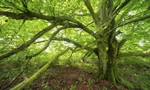 Gnarled old beech tree in a former hut forest