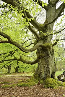 Gnarled old beech trees in the former Hutewald Halloh