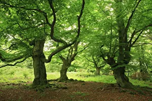 Gnarled old beech trees in spring