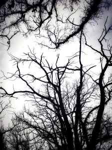 Gnarled tree branches stretch upwards