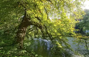 A gnarled tree, an old chestnut tree by a pond in Brenner Moor