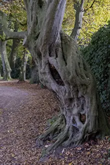 Gnarled tree trunk