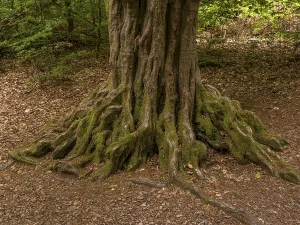 Gnarled tree trunk with roots on leaf-covered forest floor