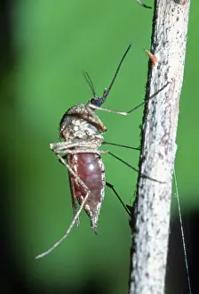 Gnat filled with blood, Sweden (Culex)