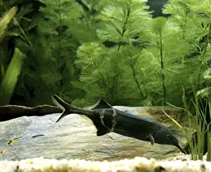 Gnathonemus brevicaudatus, Mormyrus petersii