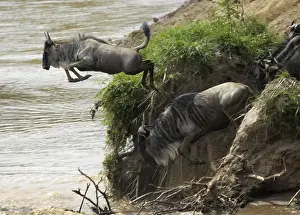 Gnu, Blue Wildebeest (Connochaetes taurinus)