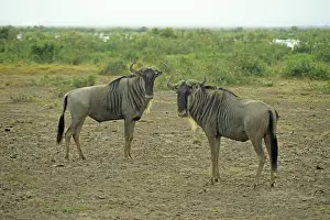Gnubullen (Connochaetes taurinus) in Amboseli National Park