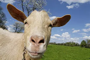 Goat
