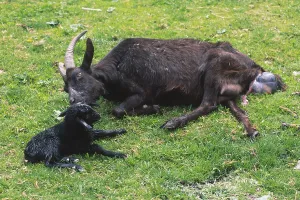 Goat birth, Goat (Capra hircus hircus)