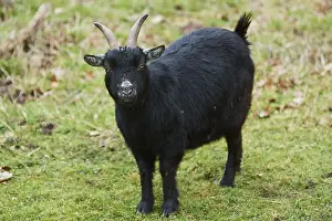 Goat (Capra hircus) on a meadow