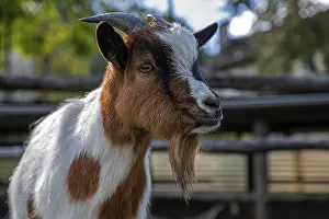 Goat (Capra), mountain village Rasa