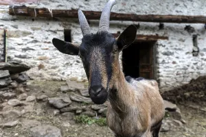 Goat (Capra), village of Sonogno