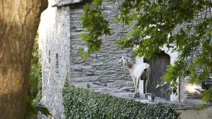 Goat (caprae) on old stone wall