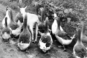 Goat between geese, 1950s, exact place unknown