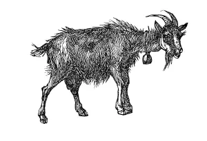 Goat, historical illustration from: Marie Adenfeller